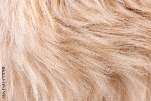 Beige fur texture top view. Brown or beige sheepskin background. Fur pattern. Texture of brown shaggy fur. Wool texture. Sheep fur close up photo