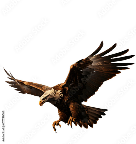 eagle in flight isolated 