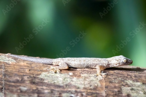 Common house gecko, Hemidactylus frenatus, on a tree © ChrWeiss