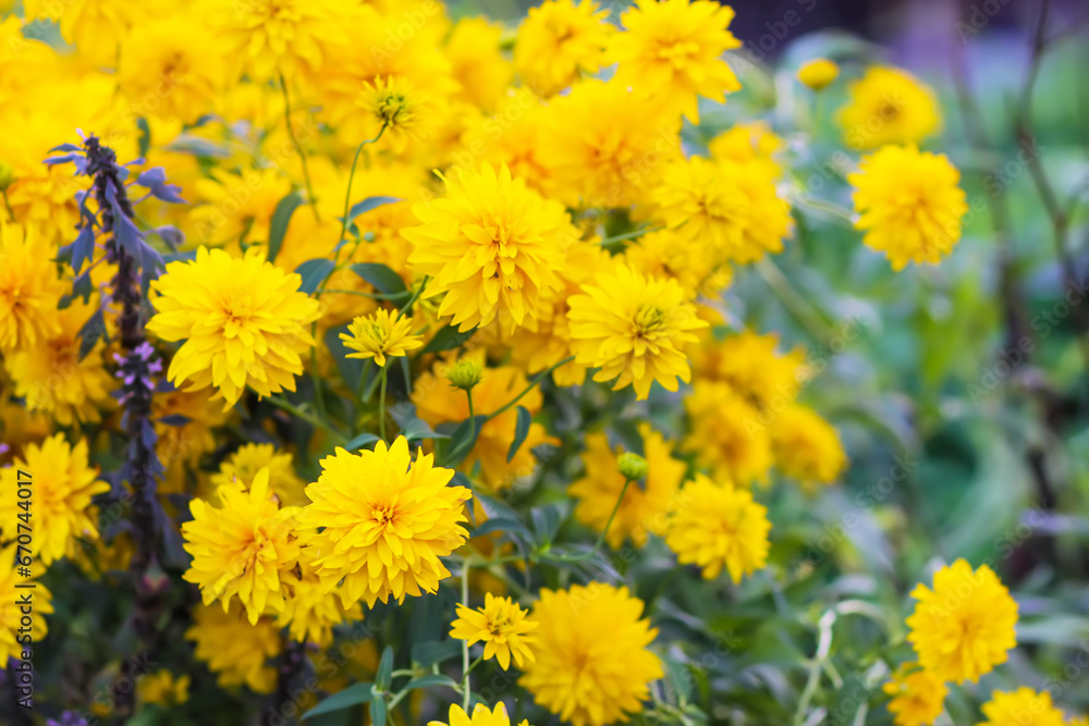 Rudbeckia laciniata golden ball ornamental garden flowers. Rudbeckia laciniata golden ball ornamental garden flowers.