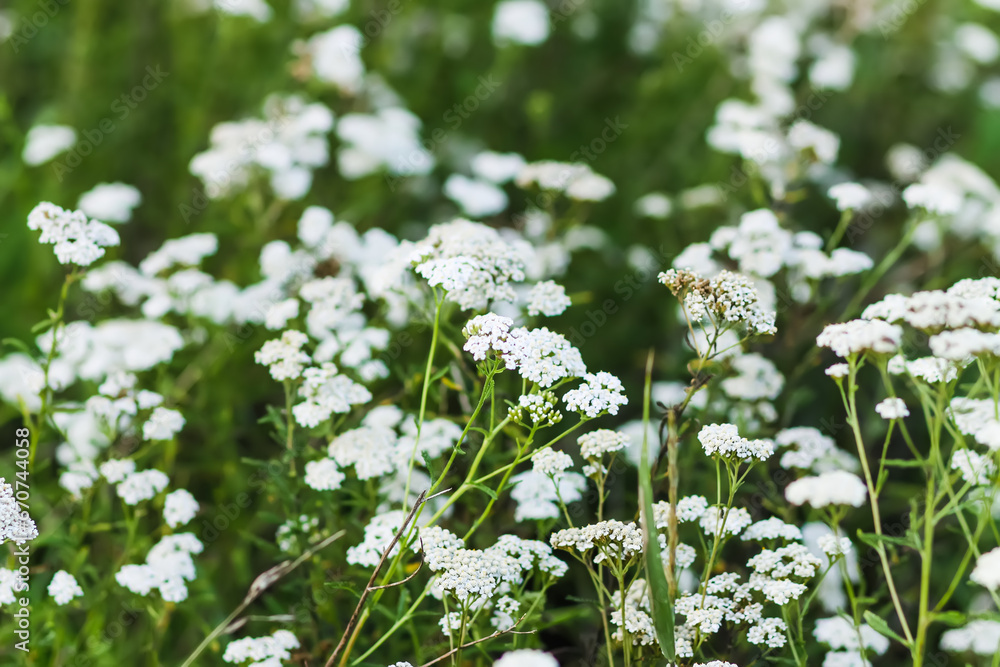 White yarrow medical wild flowers on the rural field.