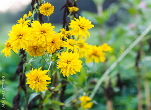 Rudbeckia laciniata golden ball ornamental garden flowers.