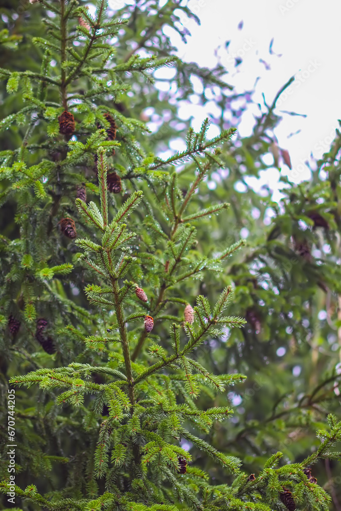 Green branches of a fir-tree close-up. Coniferous tree in the summer forest.