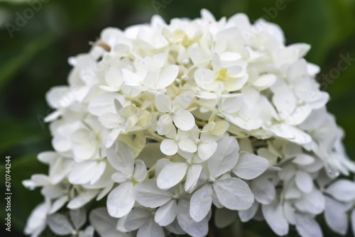 White Hydrangea beautiful flowers. Outdoor decor in a park. © pictures_for_you