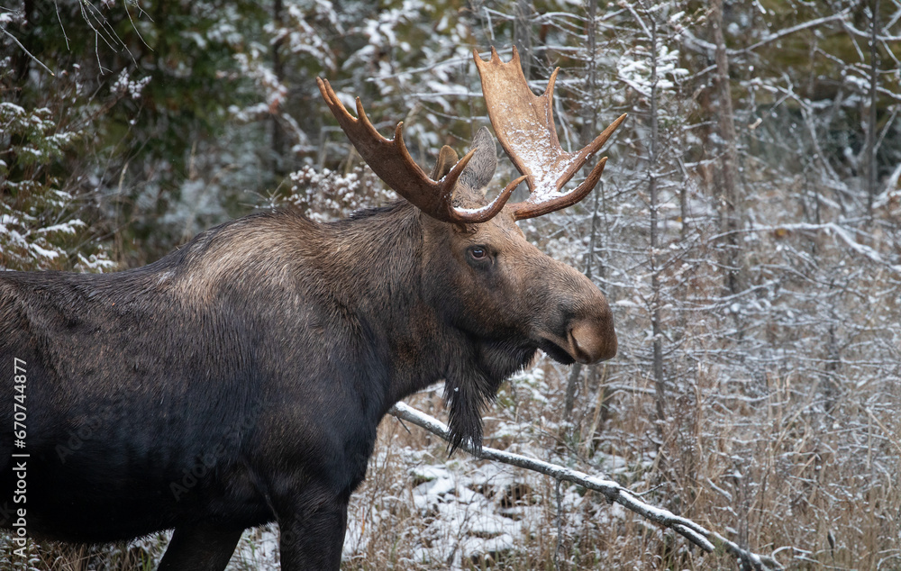 Wild Bull Moose Print or Poster in Northern Ontario's Snowy Wilderness. Wildlife Photography. Wild Bull Moose Print or Poster in Northern Ontario's Snowy Wilderness. Wildlife Photography.