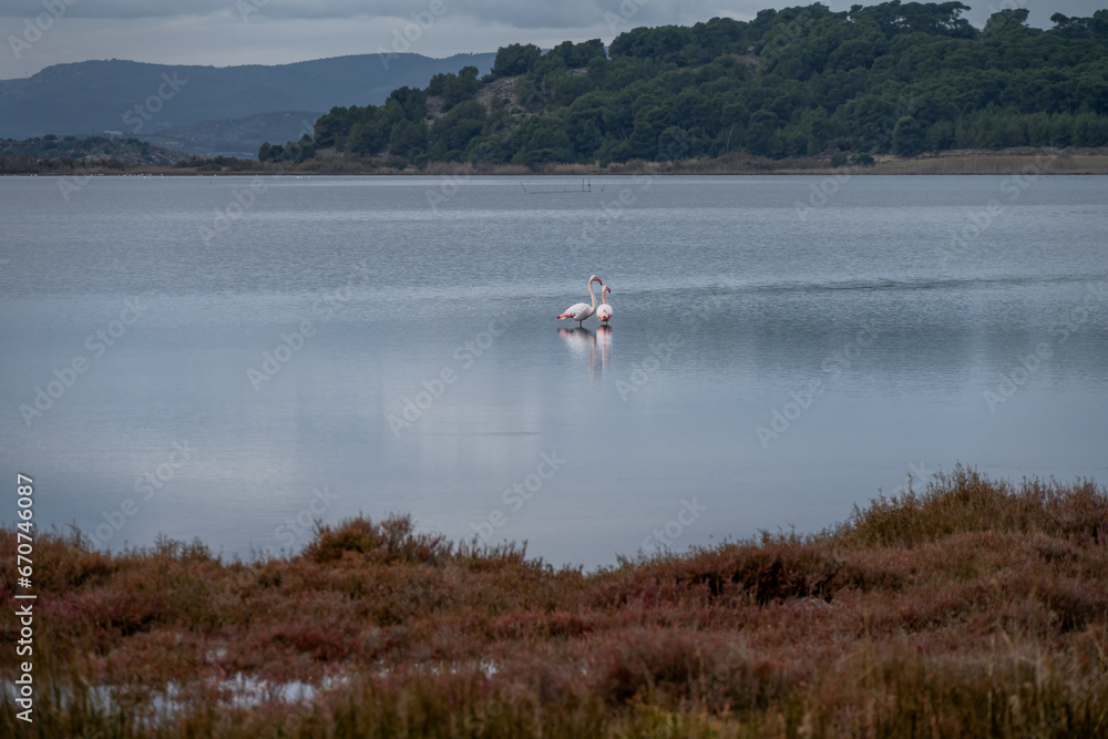 Two pink flamingos in the étang of Gruissan (Gruissan lake), Occitania, France Two pink flamingos in the étang of Gruissan (Gruissan lake), Occitania, France