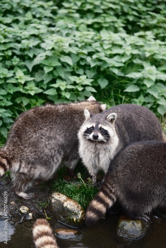 Принти на полотні raccoon
