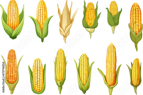 Corn collection. Cartoon corns with leaves, isolated cobs. Agriculture elements, harvest season vector graphic art