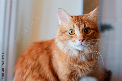 Cute red ginger cat with yellow eyes at home © luengo_ua