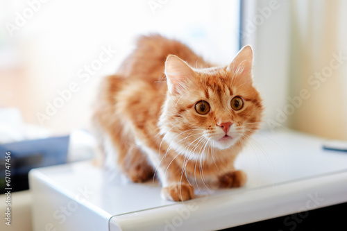 Cute red ginger cat with yellow eyes at home