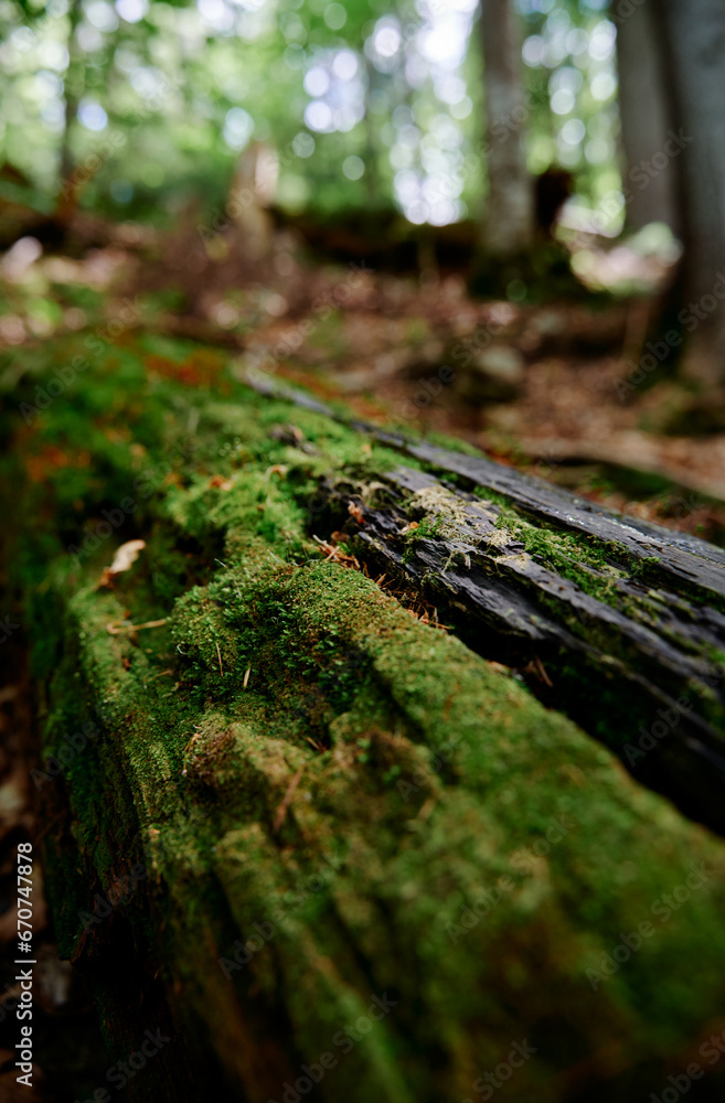 Green moss textured plant in the forest Green moss textured plant in the forest