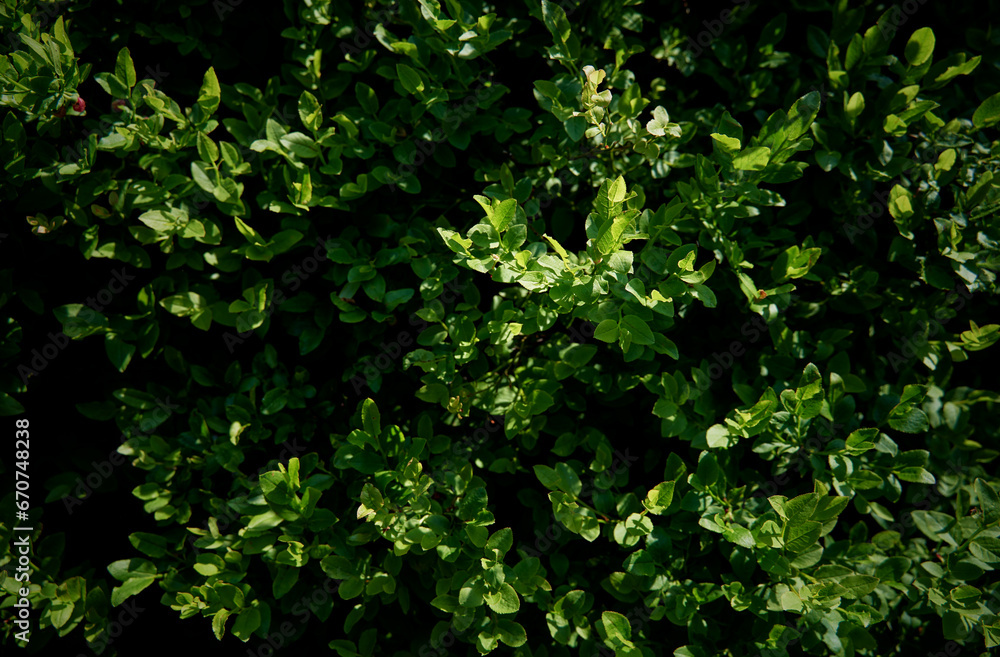 Vaccinium myrtillus. Blueberry or billberry plant in the forest.