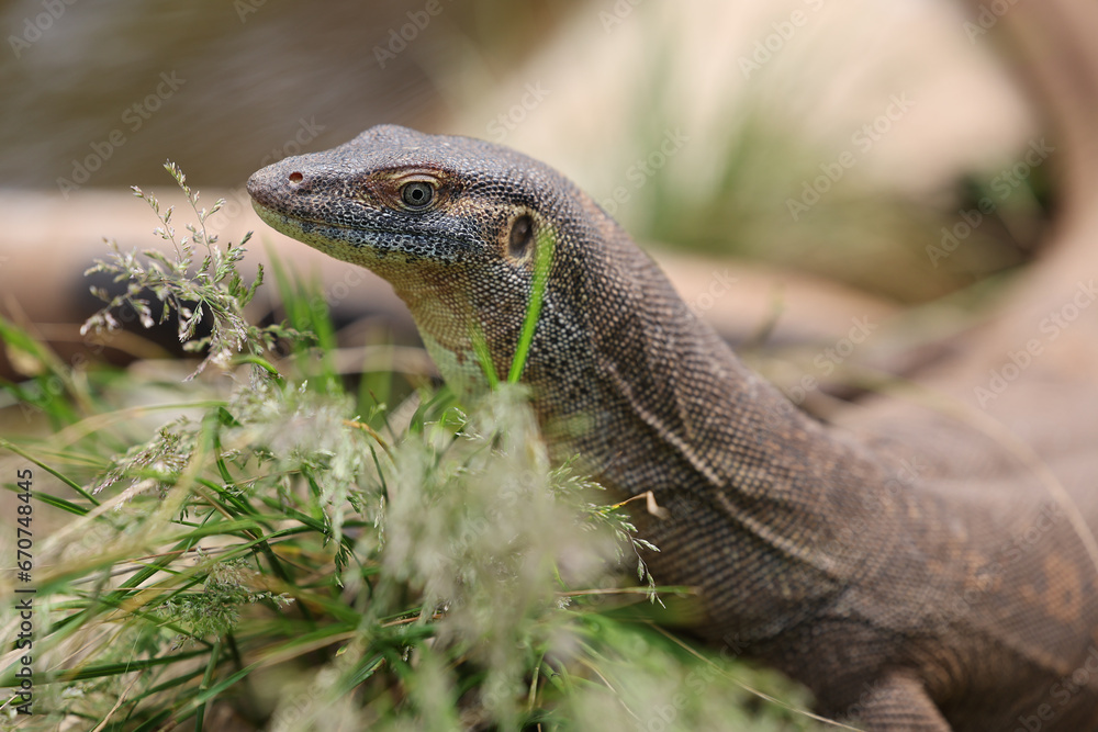 Fototapeta premium Mertens Water Monitor