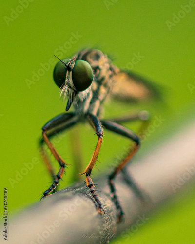dragonfly on a wire © Richard