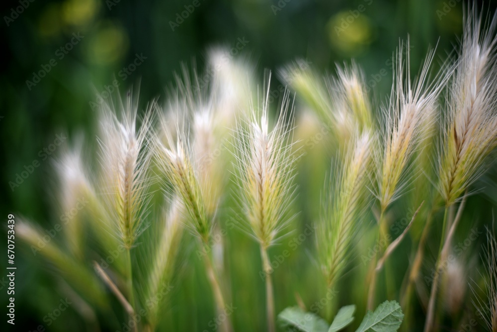 a field of tall grass with yellow flowers and green leaves a field of tall grass with yellow flowers and green leaves
