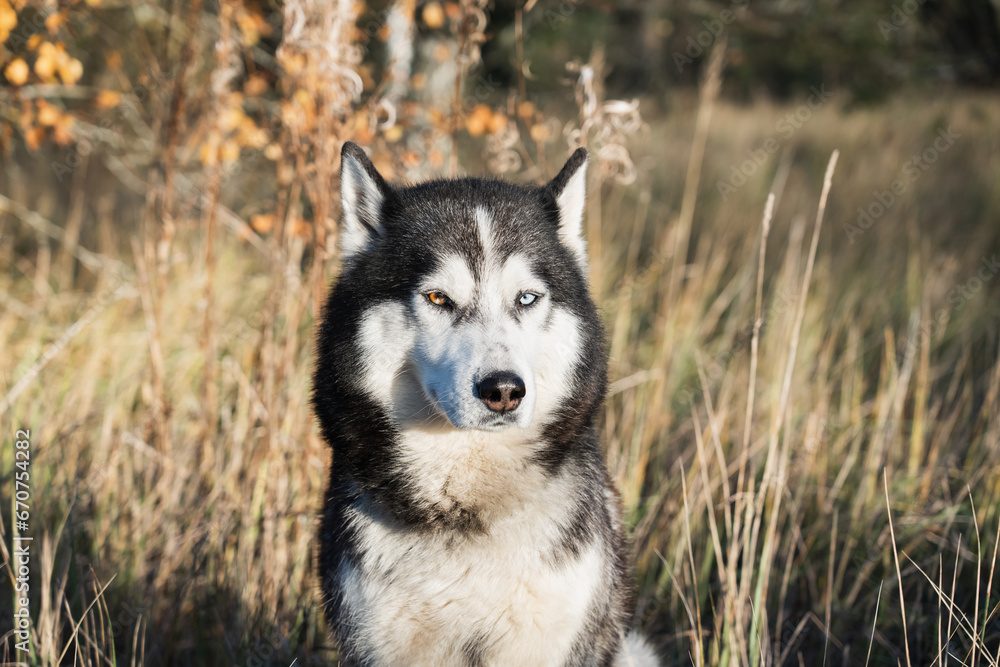 Husky dog in the autumn forest, close-up photo. Husky dog in the autumn forest, close-up photo.