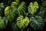 Green big monstera leaves pattern 
