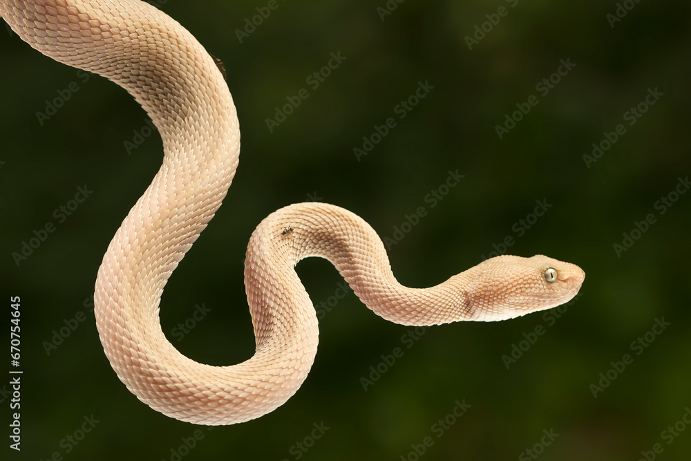 Mangrove pit viper (Trimeresurus purpureomaculatus) close up on branch Mangrove pit viper (Trimeresurus purpureomaculatus) close up on branch