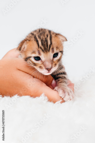 Two week old small newborn bengal kitten on a white background.A kitten in the hands of a girl. Copy space.Close-up.Cute bengal.On the palms is a small cute kitten.