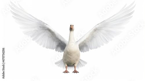 A beautiful white goose spread its wings wide The g