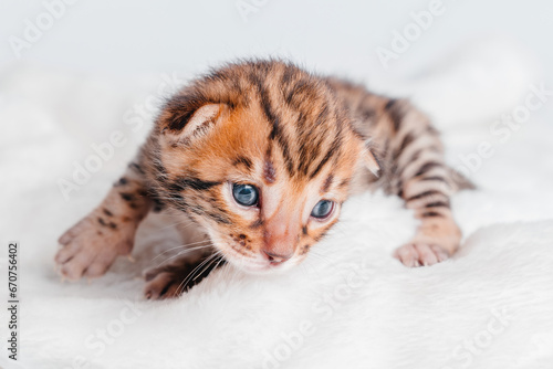 Two week old small newborn bengal kitten on a white background.Copy space.Close-up.