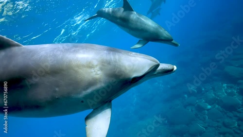 ミナミハンドウイルカ54_御蔵島_2023.10.27-28_背びれの切れたイルカ「ジョー」