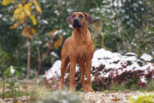 Gorgeous Rhodesian Ridgeback dog posing outdoors in a garden standing on stones while snowing in autumn