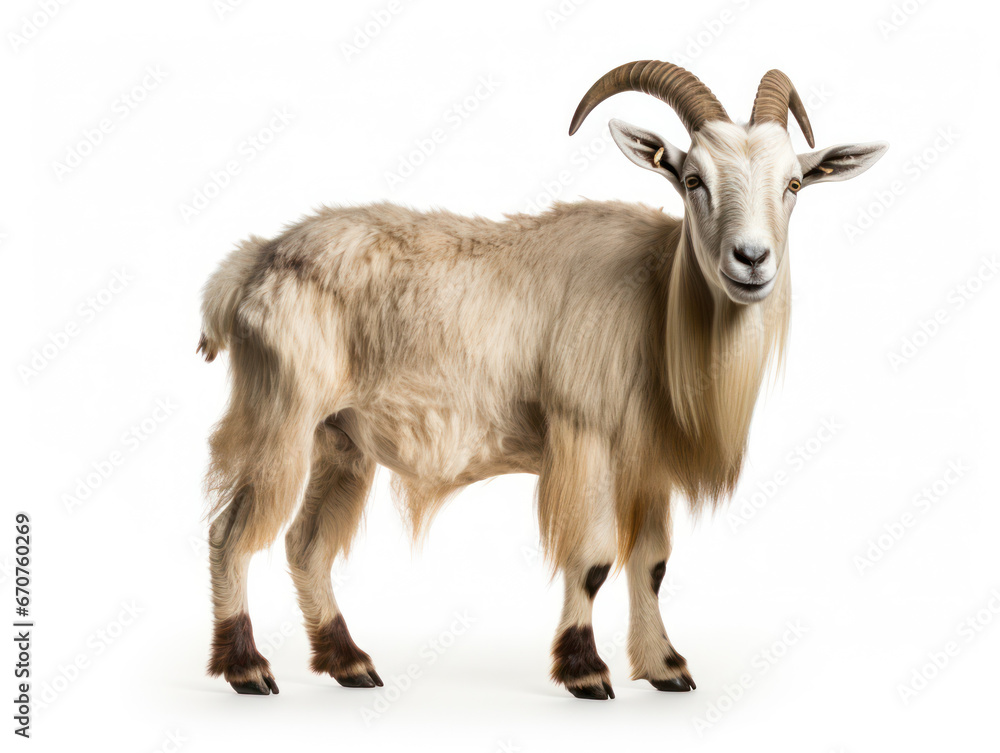 Alpine Goat Studio Shot Isolated on Clear White Background, Generative AI Alpine Goat Studio Shot Isolated on Clear White Background, Generative AI