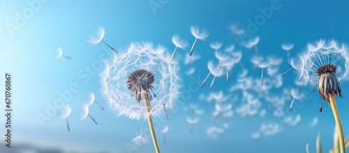 Dandelion seeds flying in the wind.