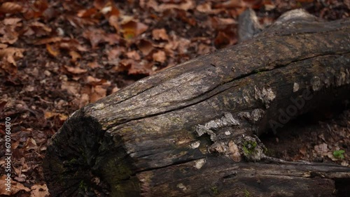 Wallpaper Mural A fallen tree log lies in a forest, surrounded by dry leaves and moss. The aged log showcases intricate patterns, with hints of green moss and dried leaves nearby. Torontodigital.ca