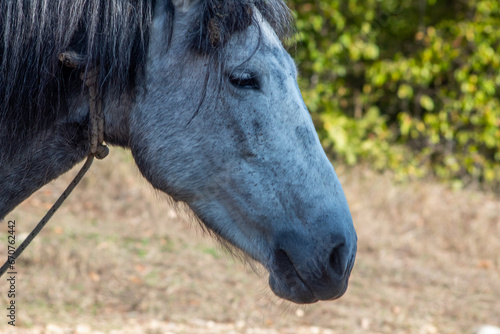 Gray - Silver horse with a leash eating grass. Domestic horse with gray hair.
Focus on Hair