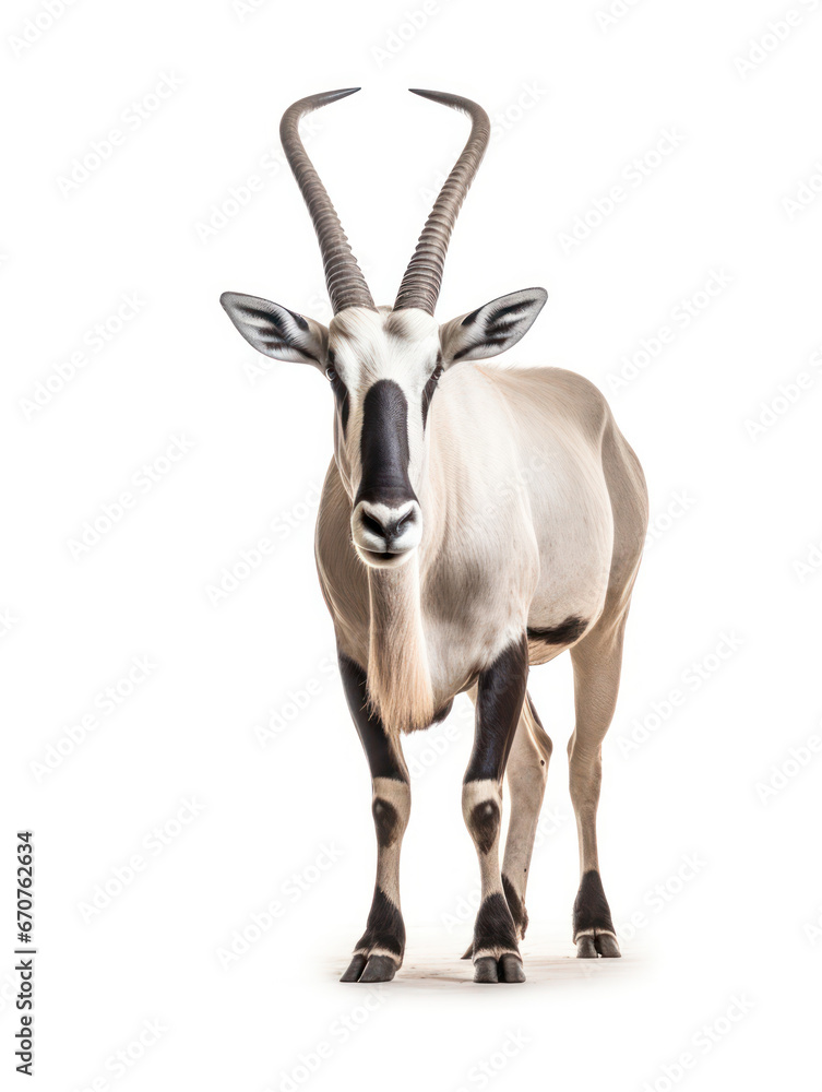 Oryx Studio Shot Isolated on Clear White Background, Generative AI Oryx Studio Shot Isolated on Clear White Background, Generative AI