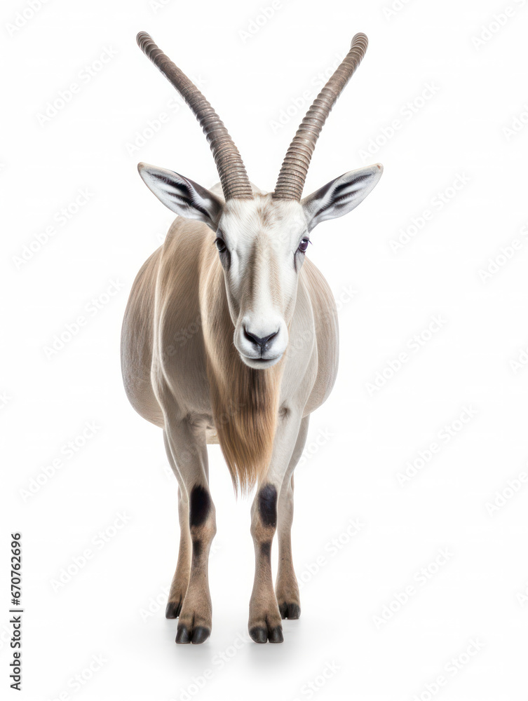 Oryx Studio Shot Isolated on Clear White Background, Generative AI Oryx Studio Shot Isolated on Clear White Background, Generative AI