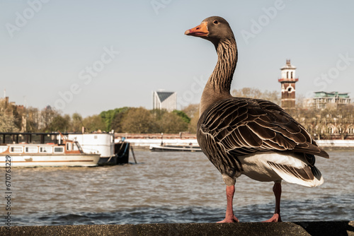 The wild greylag goose resting on stone wall on embankment of the river Thames in the downtown of London. The greylag goose Anser anser is a species of large goose in the waterfowl family Anatidae. photo