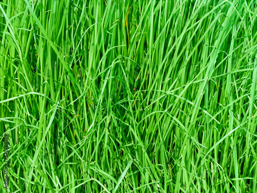 close up fresh green grass background