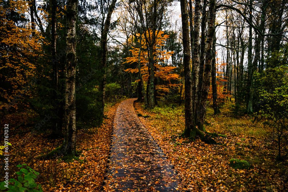 Obraz premium Wooden Path in black Moor, Rhön, Fladungen, Germany