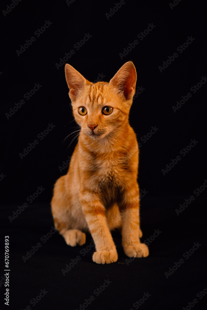 yellow baby cat with black background