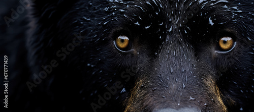 Close-up of a black bears face with water droplets