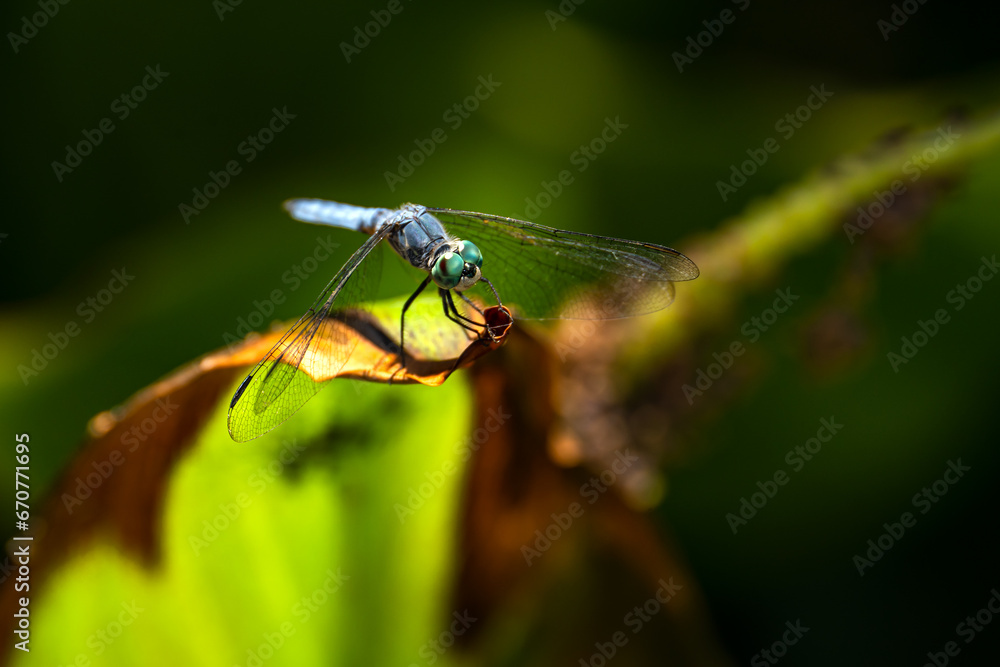 Closeup of Blue Dasher Dragonfly (Pachydiplax longipennis) sitting on leaf in green garden.