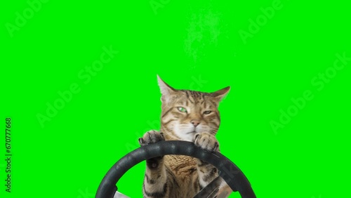 Cat sitting behind a steering wheel facing forward on green screen isolated with chroma key, real shot. Bengal cat driving a car.