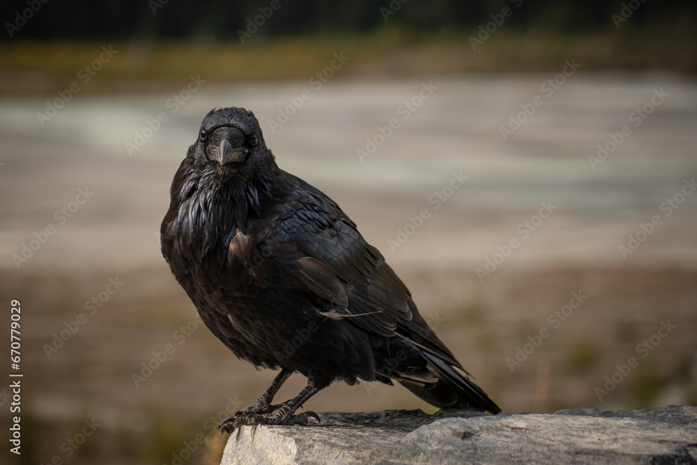 Fototapeta premium Black crow staring at the camera.