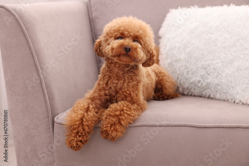 Cute Maltipoo dog resting on armchair. Lovely pet