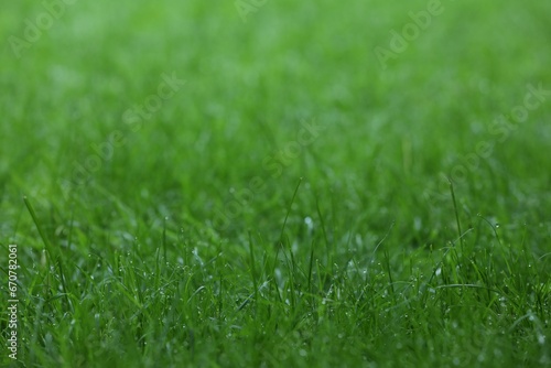 Wallpaper Mural Fresh green grass with water drops growing outdoors in summer, closeup Torontodigital.ca