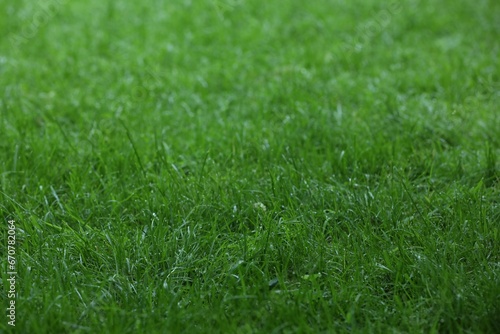 Wallpaper Mural Fresh green grass with water drops growing outdoors in summer Torontodigital.ca