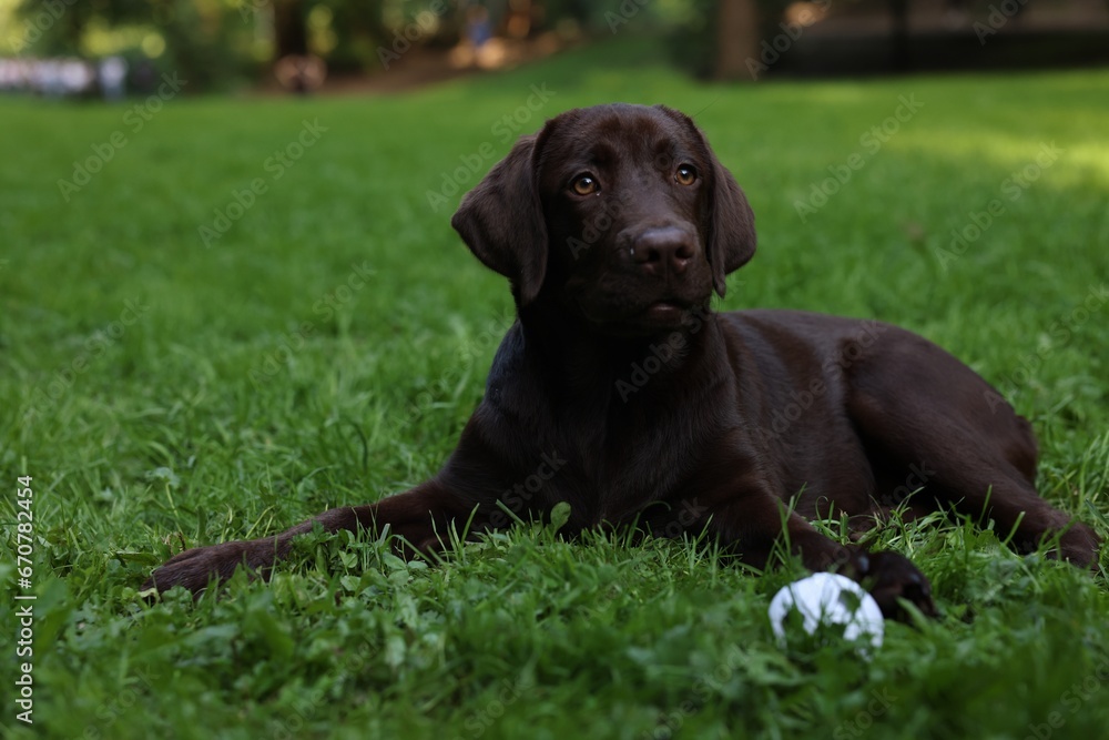 Adorable Labrador Retriever dog with ball on green grass in park
