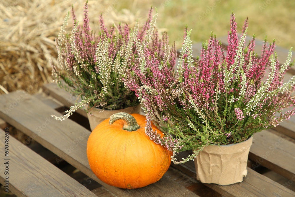 Beautiful heather flowers in pots and pumpkin on wooden pallet outdoors