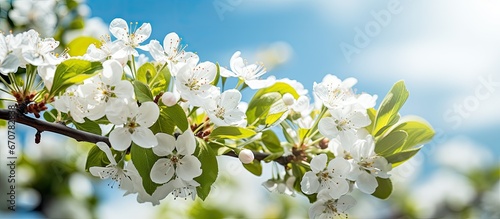 Apple tree branch blossoming in sunny garden © 2rogan