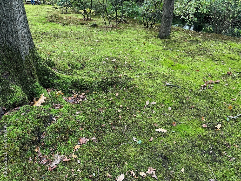 Bright moss on ground and tree in park Bright moss on ground and tree in park