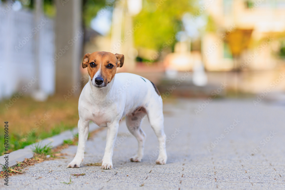 A cute Jack Russell Terrier dog walks along the sidewalk. Pet portrait with selective focus and copy space A cute Jack Russell Terrier dog walks along the sidewalk. Pet portrait with selective focus and copy space
