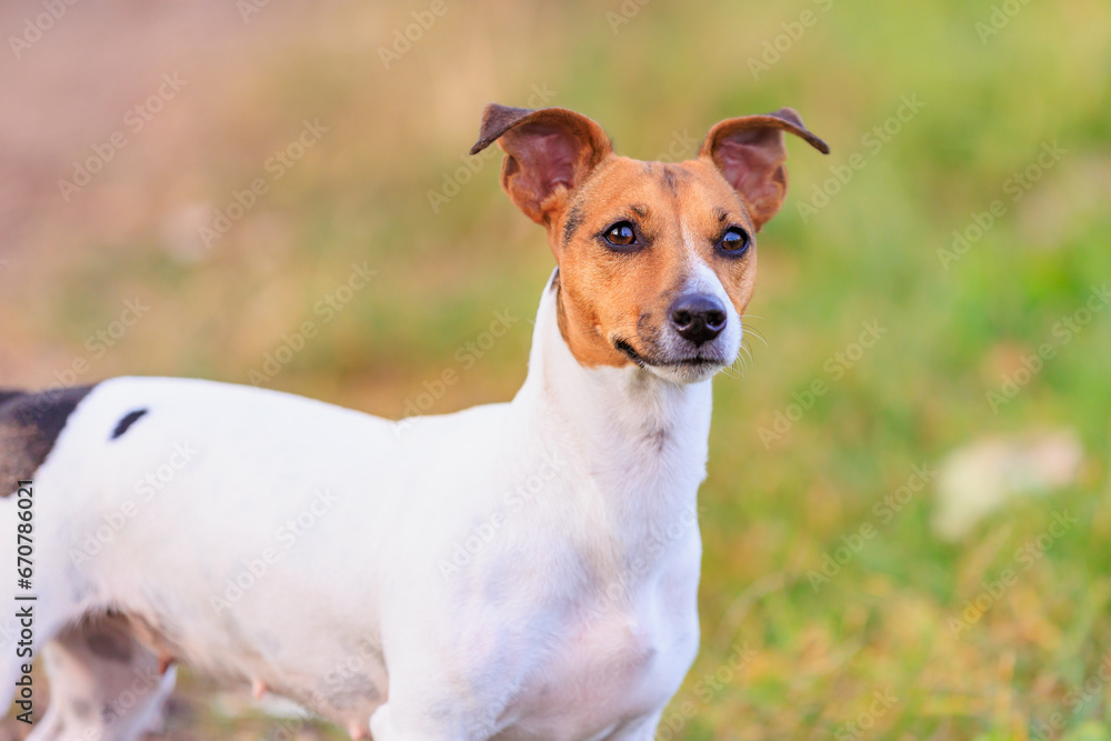 A cute Jack Russell Terrier dog walks in nature. Pet portrait with selective focus and copy space